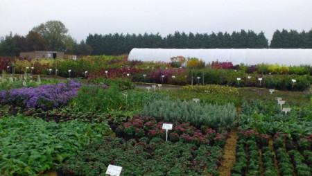 planting design nursery 600x338