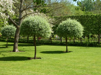 Garden Design Consultation