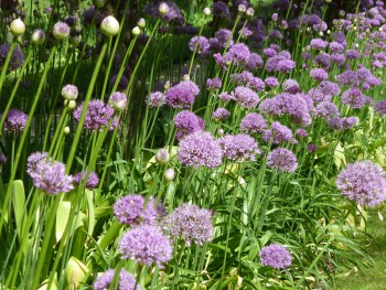 Planning Your Garden Borders