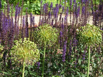 A Town Garden in Cheltenham 7