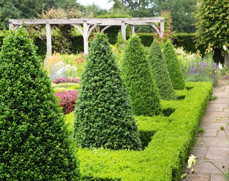 Buxus sempervirens