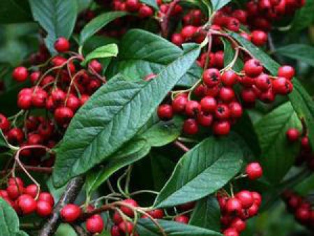 Cotoneaster frigidus Cornubia