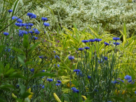 02. Great Dixter Colour Combination