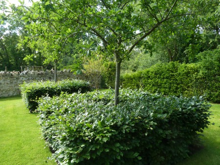 Contemporary Orchard