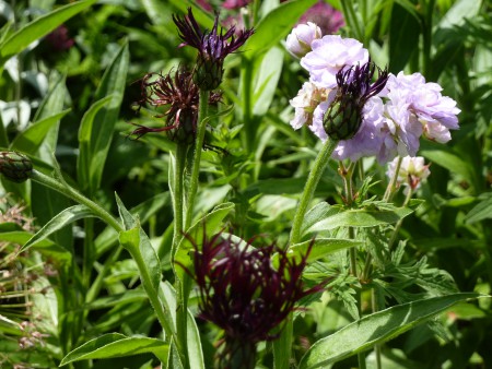 Planting at Allt y Bela