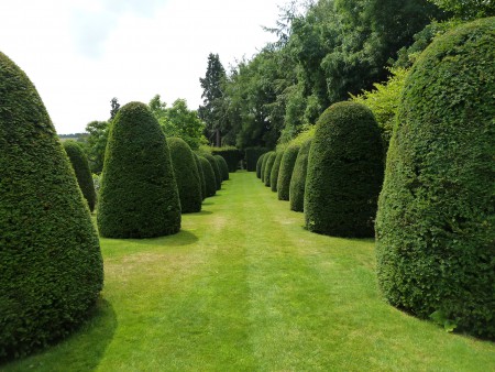 06. Broughton Grange Avenue of Yews