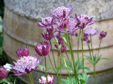 Astrantia Hadspen Blood