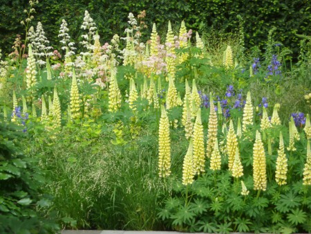 Yellow Planting Palette