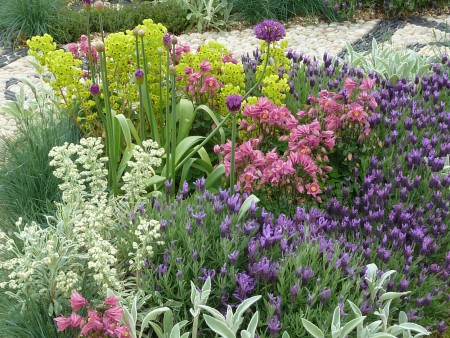 Mediterranean themed planting