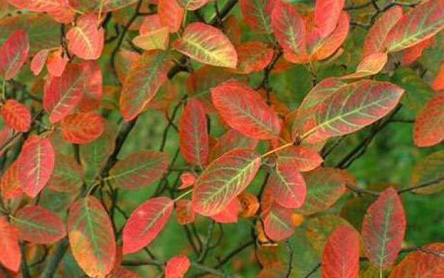 Amelanchier lamarckii foliage