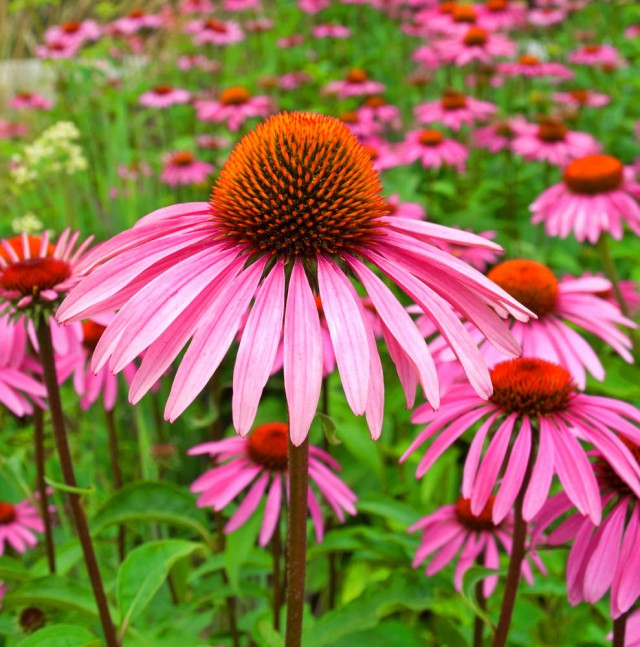 Echinacea purpurea