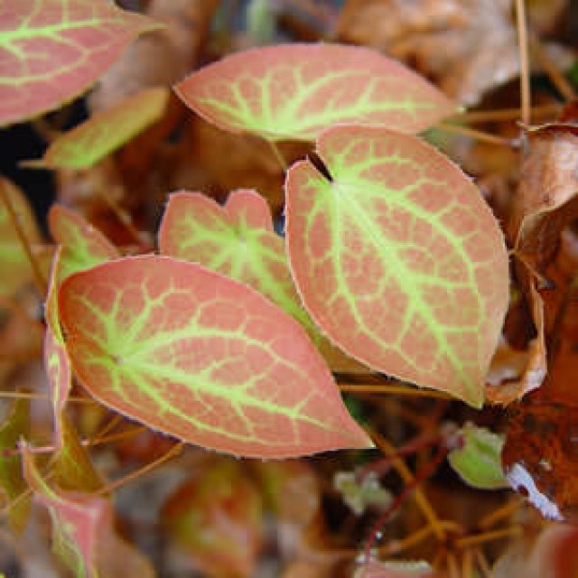 Epimedium x perralchicum Frohnleiten