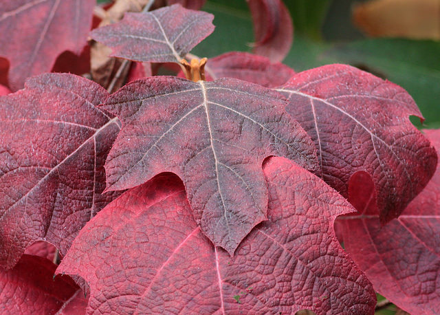 Hydrangea quercifolia foliage