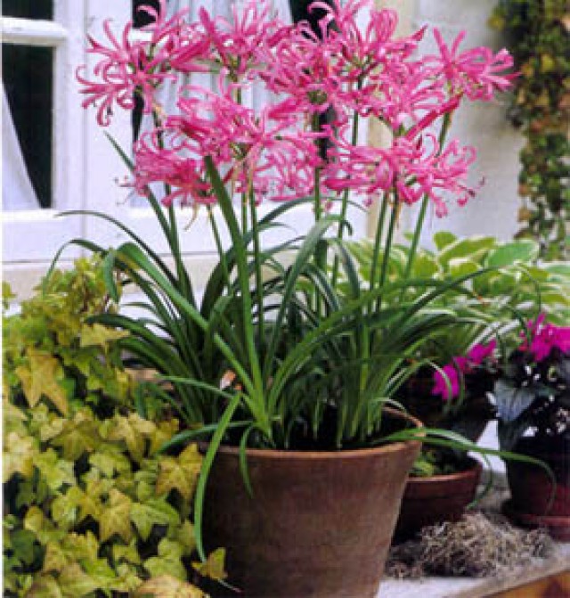 Nerine bowdenii in a pot