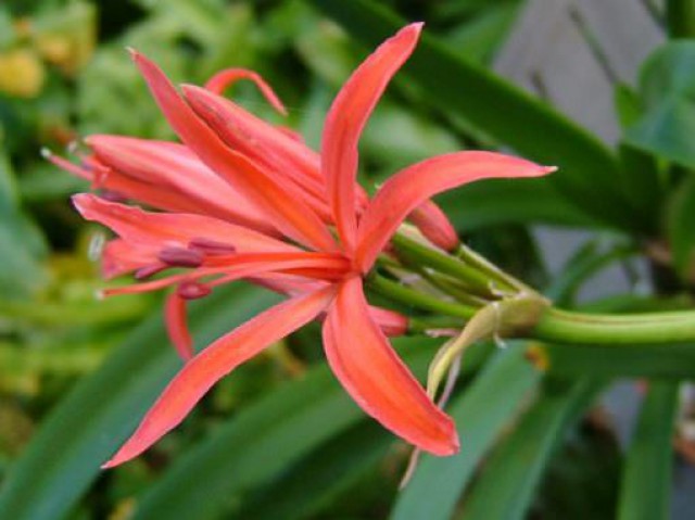 Nerine sarniensis