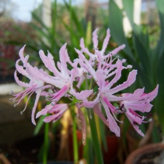 Nerine undulata