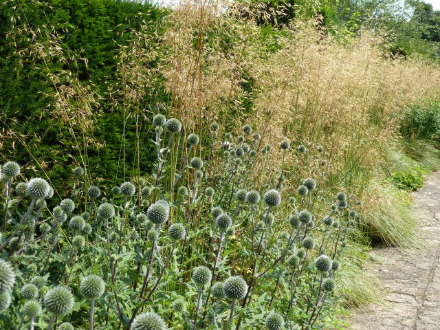 Stipa gigantea with Echinops